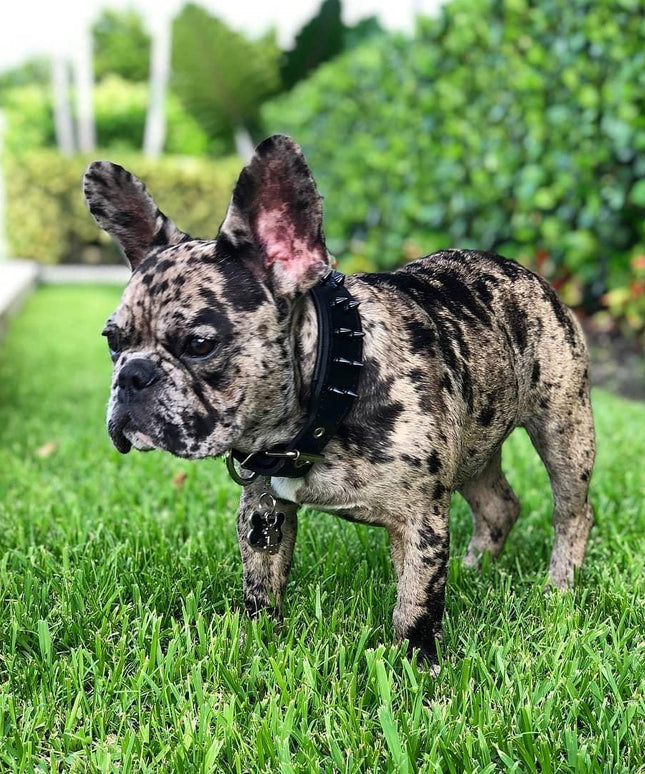 BLACK "Frenchie" collar-3