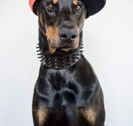 'Black Giant'' collar-1