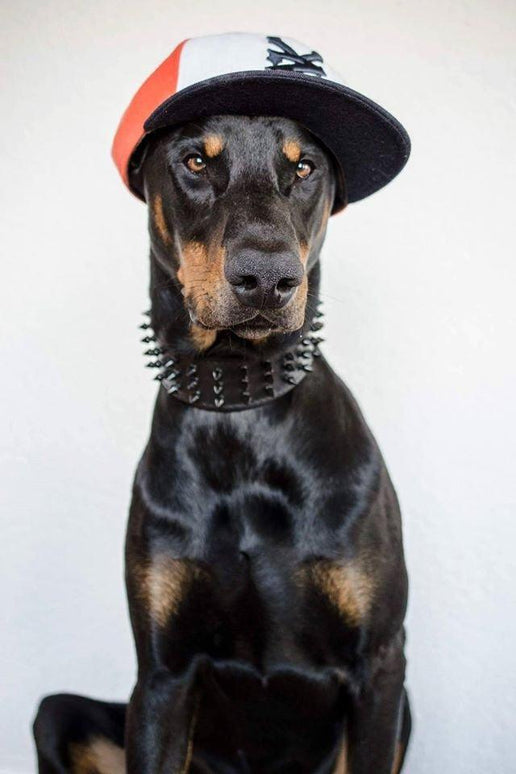 'Black Giant'' collar-1