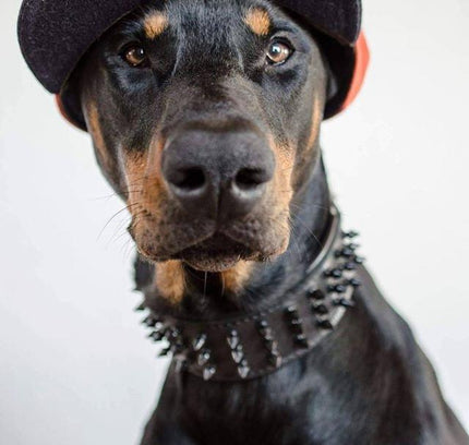 'Black Giant'' collar-2