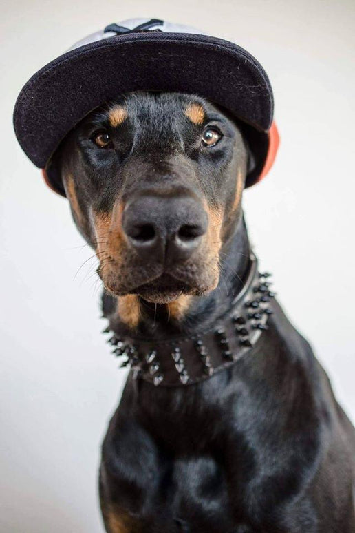 'Black Giant'' collar-2