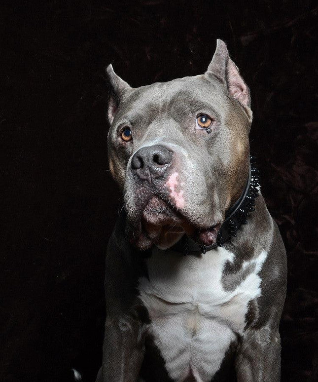 'Black Giant'' collar-4