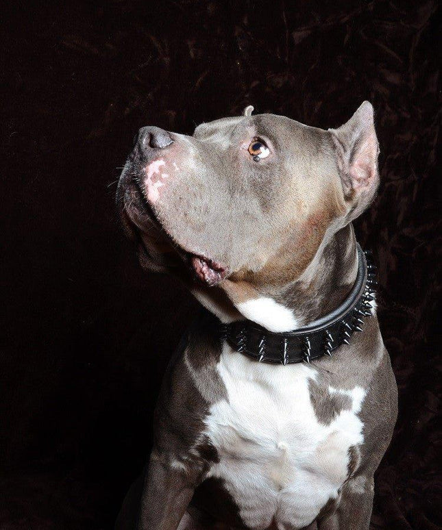 'Black Giant'' collar-3