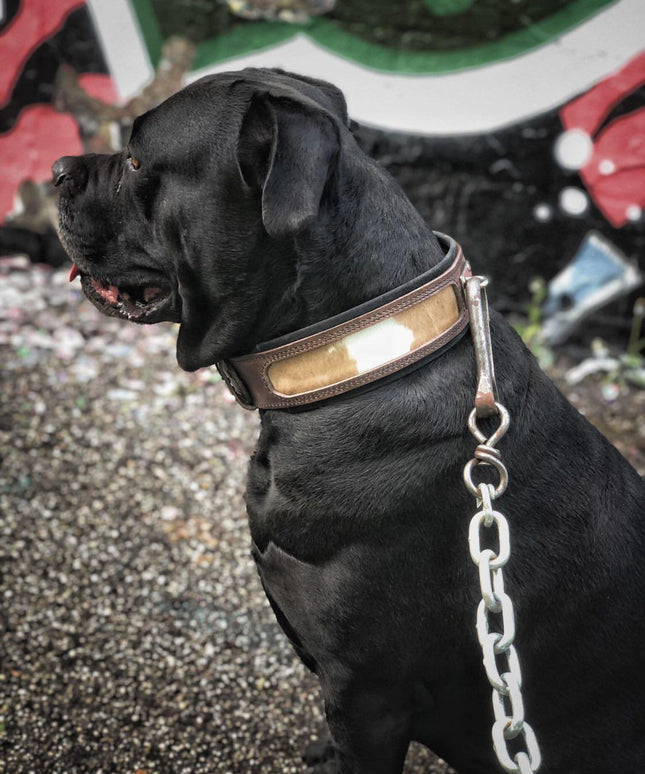 "Buffalo" collar-2