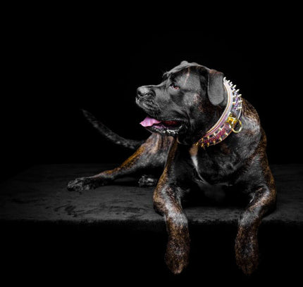 The Candy Dog Collar-4