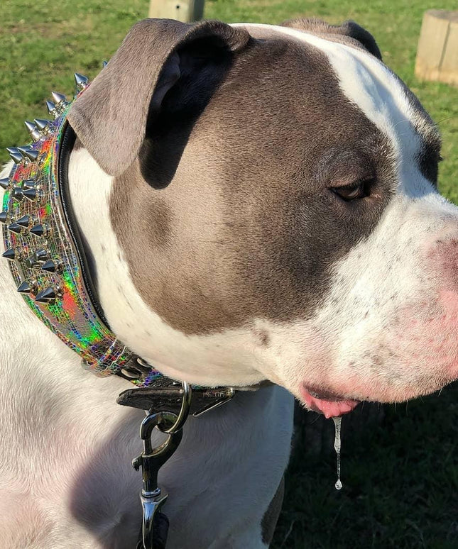 'Chameleon'' LIMITED big dog collar-1