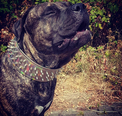 'Chameleon'' LIMITED big dog collar-2