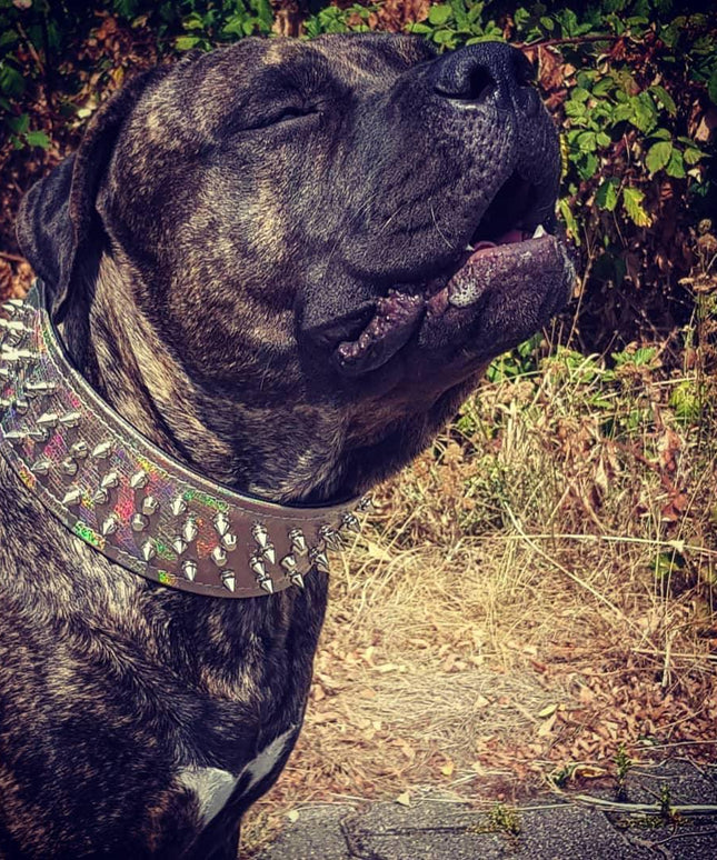 'Chameleon'' LIMITED big dog collar-2