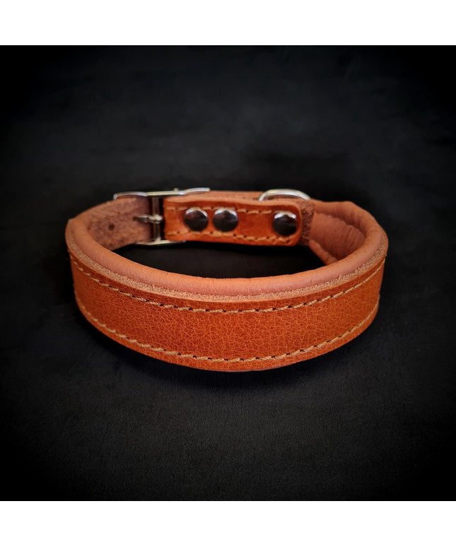 Clean Puppy Collar-0