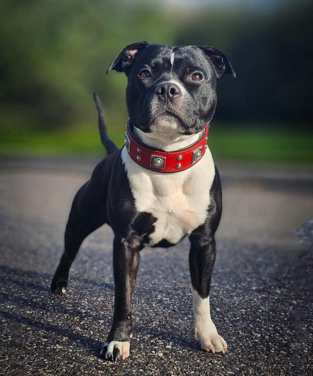 The "Eros" collar 2 inch wide Red-1
