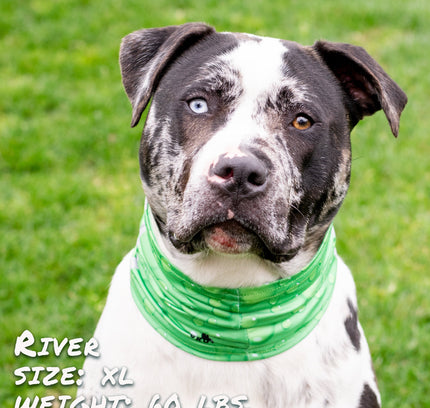 Drops of LIME Pup Scruff-0