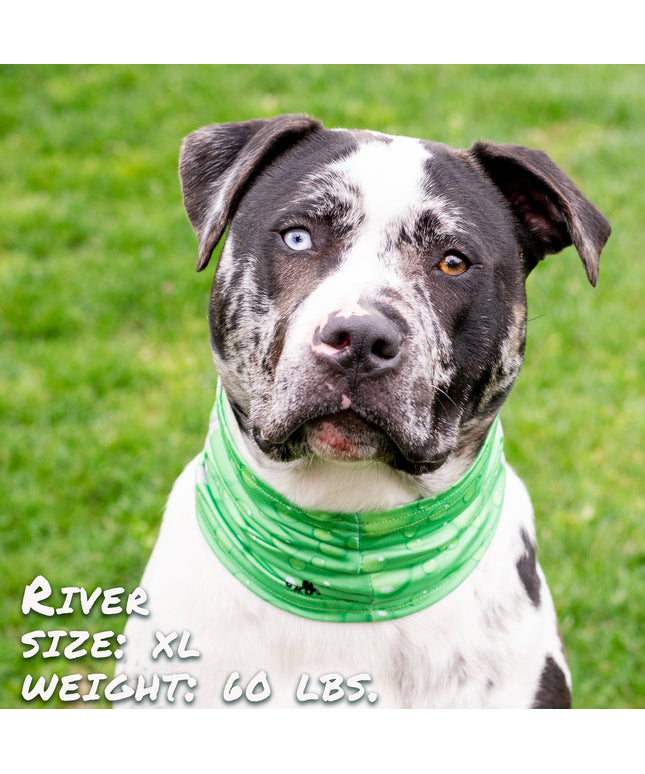 Drops of LIME Pup Scruff-0