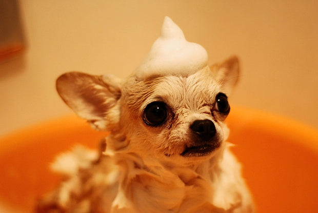 <h1><strong>Pet care</strong></h1>