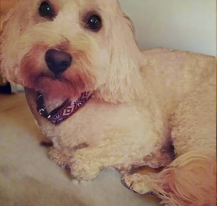 Engraved Charm Cotton Dog Collar by No.29s-4