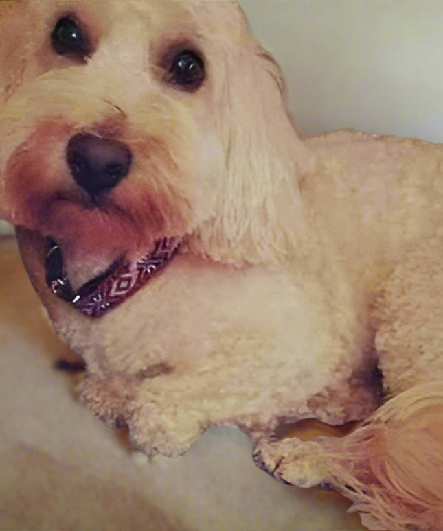 Engraved Charm Cotton Dog Collar by No.29s-4