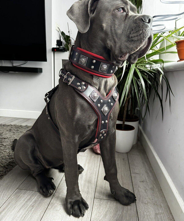 "EROS" BIG dog SET- Harness - collar - lead. Black & Red-2