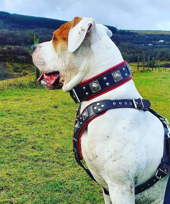 "EROS" BIG dog SET- Harness - collar - lead. Black & Red-1