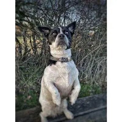 Finnigan's Blue Fusion Lead Hand Made-2