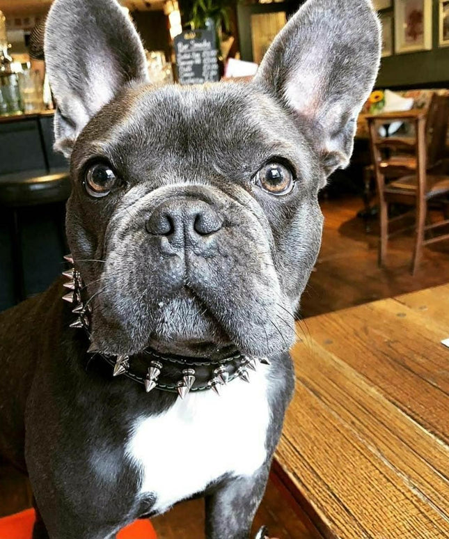 "Frenchie" collar-2
