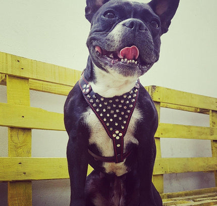 'Frenchie'' studded leather harness Small to Medium Size-2