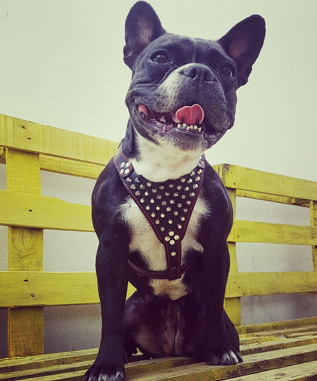 'Frenchie'' studded leather harness Small to Medium Size-2