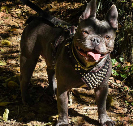 'Frenchie'' studded leather harness Small to Medium Size-1
