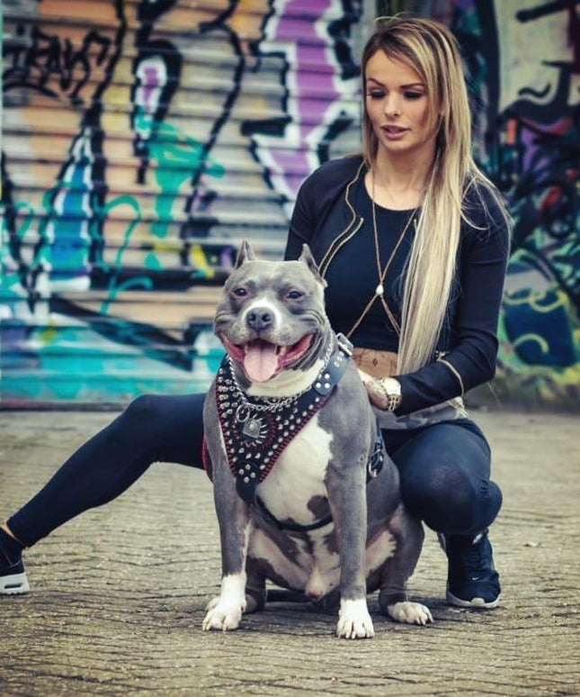 Handstitched "David" harness-2