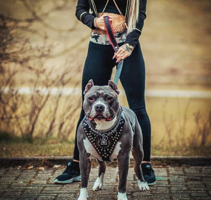 Handstitched "David" harness-1