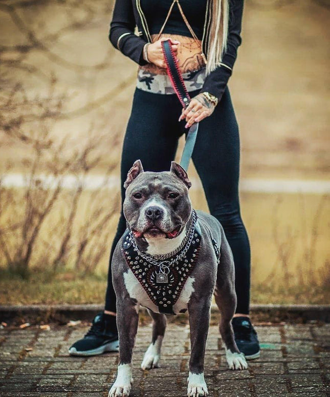 Handstitched "David" harness-1