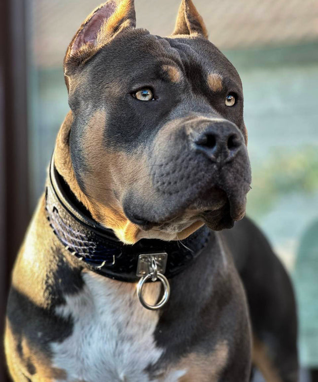 The ''Indigo'' collar-2