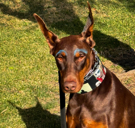 The Harley Limited Collar-1