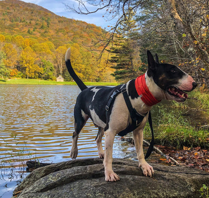 Smash Crackle Orange Pup Scruff-4