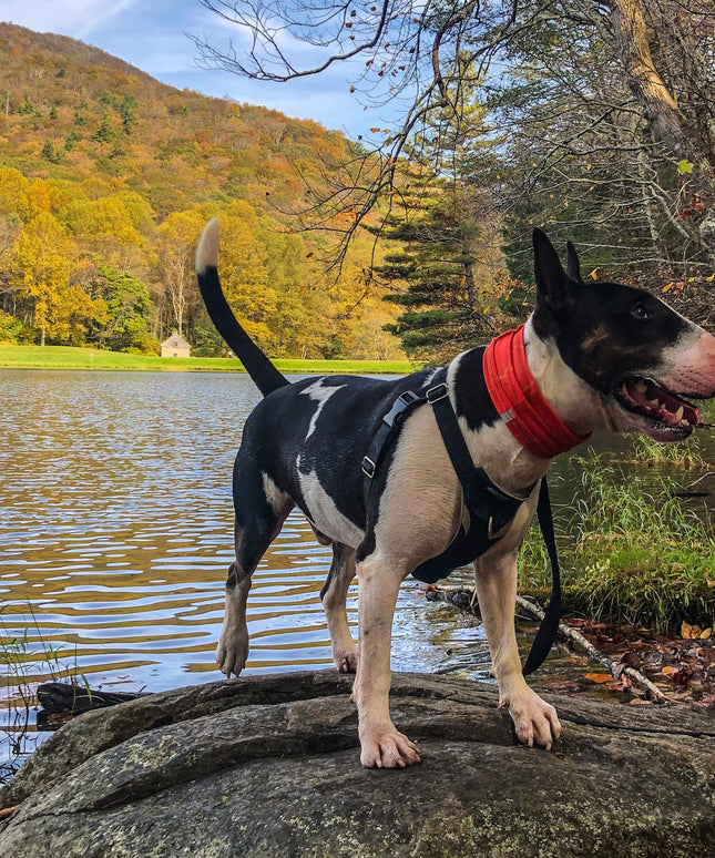 Smash Crackle Orange Pup Scruff-4