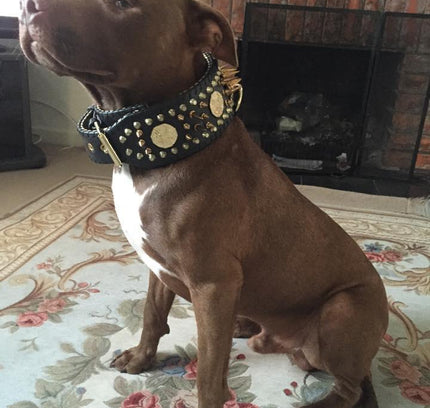 'Imperium'' hand stitched 8 cm wide show collar-1