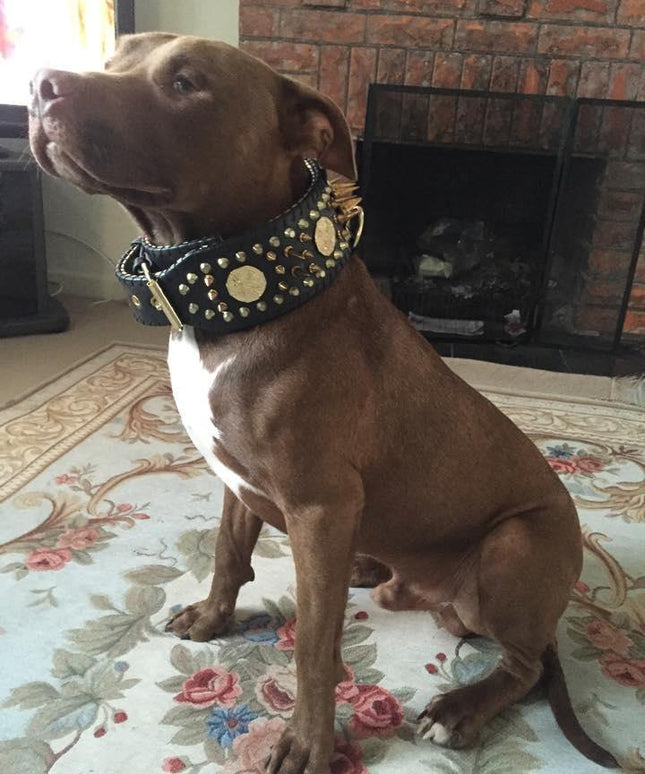 'Imperium'' hand stitched 8 cm wide show collar-1