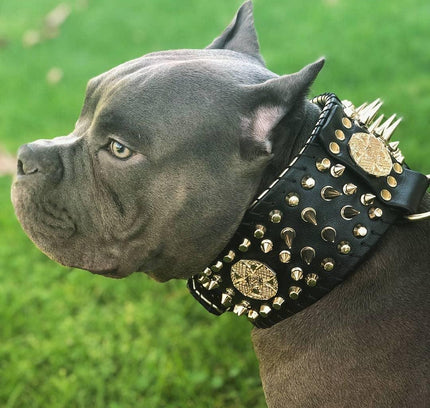 'Imperium'' hand stitched 8 cm wide show collar-2