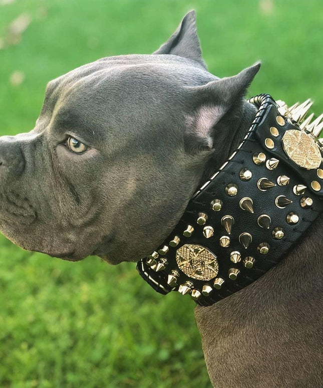 'Imperium'' hand stitched 8 cm wide show collar-2