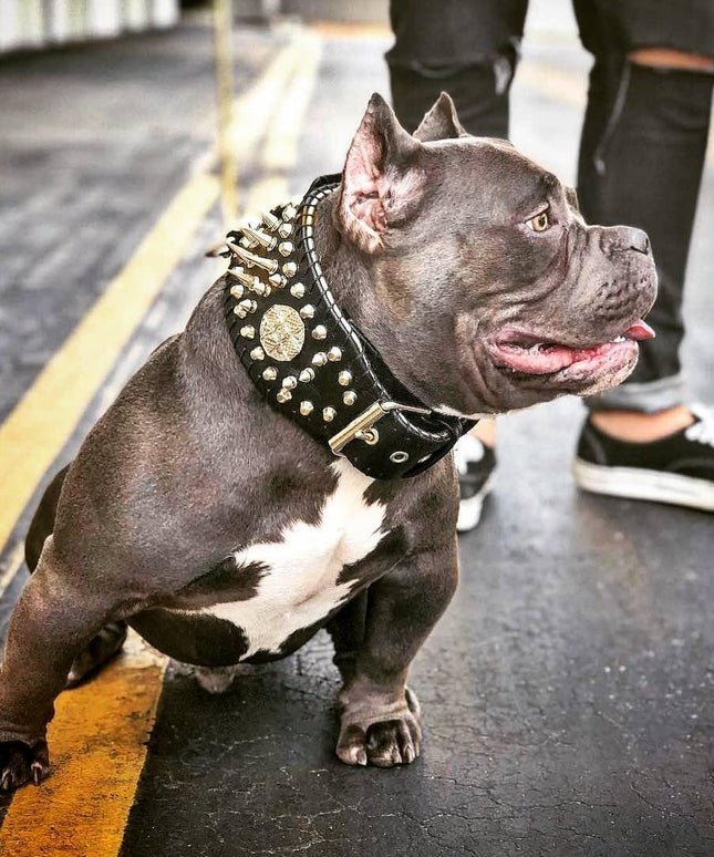 'Imperium'' hand stitched 8 cm wide show collar-3