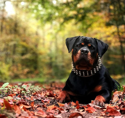 The "Gold Giant" collar-1