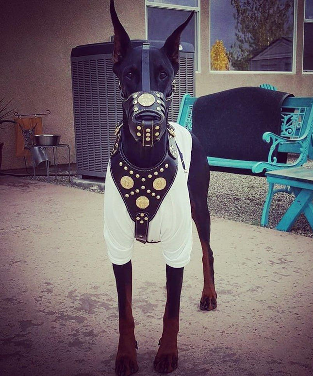 'Maximus'' Basket Muzzle Black & Gold