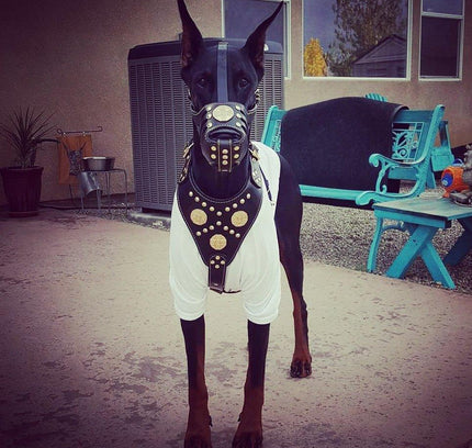 'Maximus'' Basket Muzzle Black & Gold-1