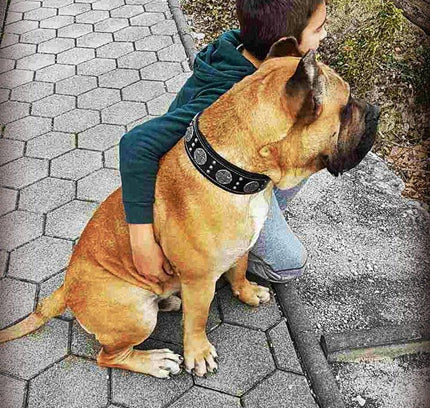 "Maximus Silver" BIG dog SET- Harness - collar - lead. Black-3