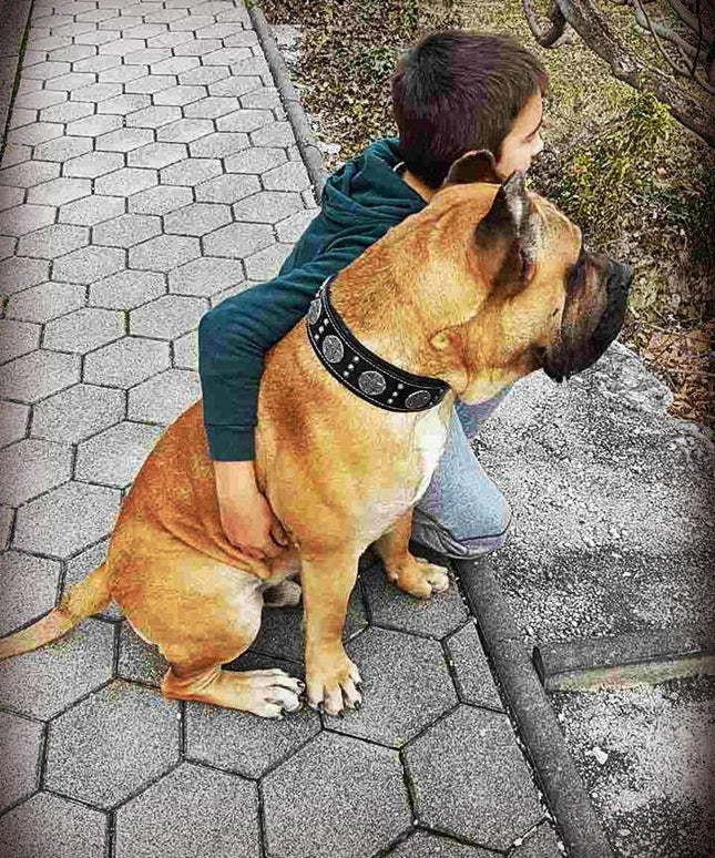 "Maximus Silver" BIG dog SET- Harness - collar - lead. Black-3