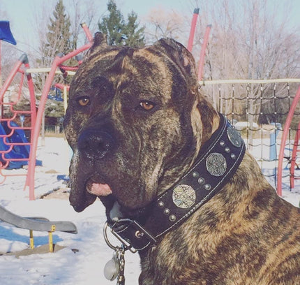 "Maximus Silver" BIG dog SET- Harness - collar - lead. Black-2