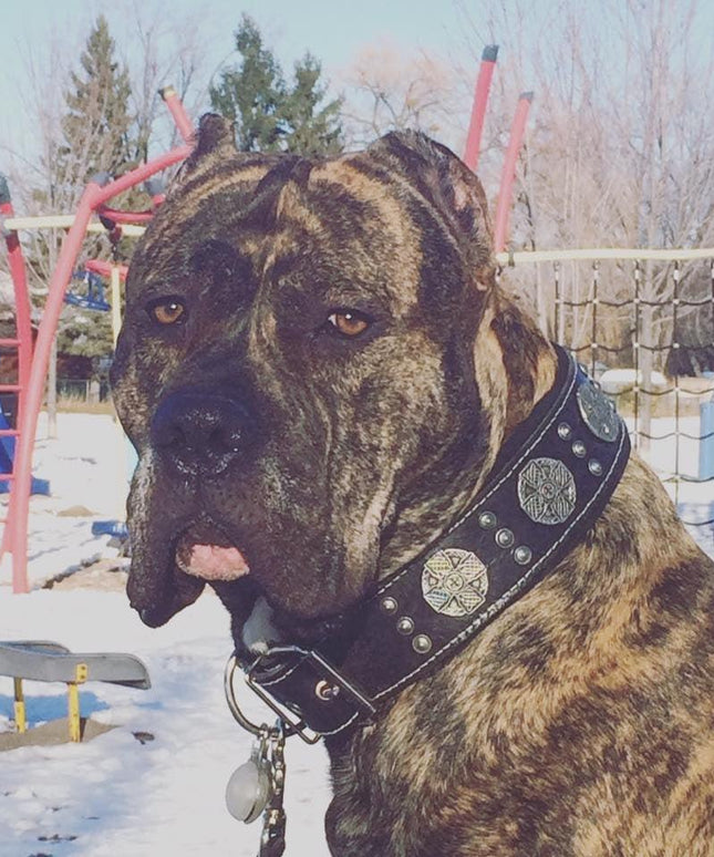 "Maximus Silver" BIG dog SET- Harness - collar - lead. Black-2