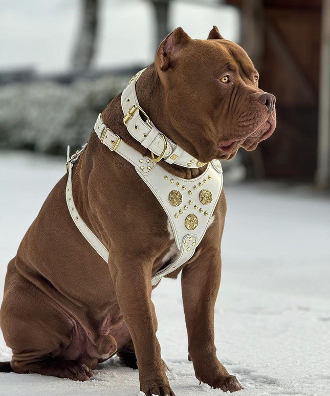 "Maximus White" BIG dog SET- Harness - collar - lead. Brass rivets-1