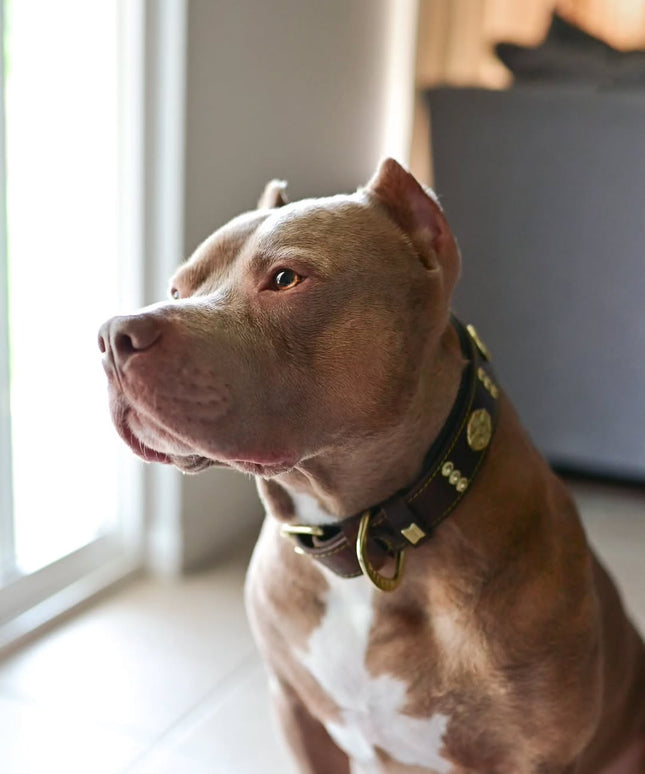 The "Maximus" collar 2.5 inch wide brown & gold-1
