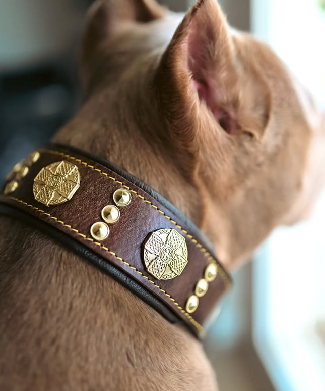 The "Maximus" collar 2.5 inch wide brown & gold-2