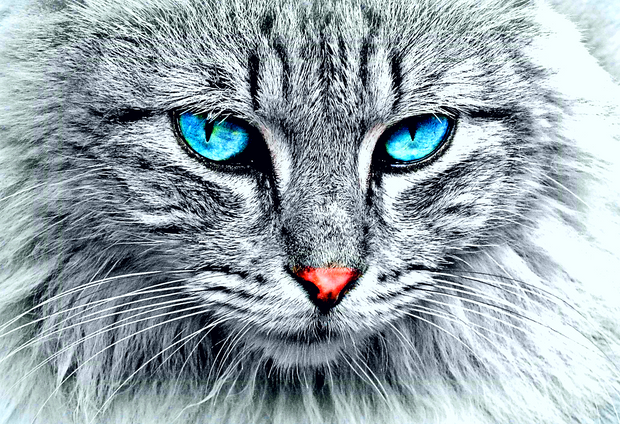 <h1><strong>Cat company</strong></h1><h2></h2><h2></h2>