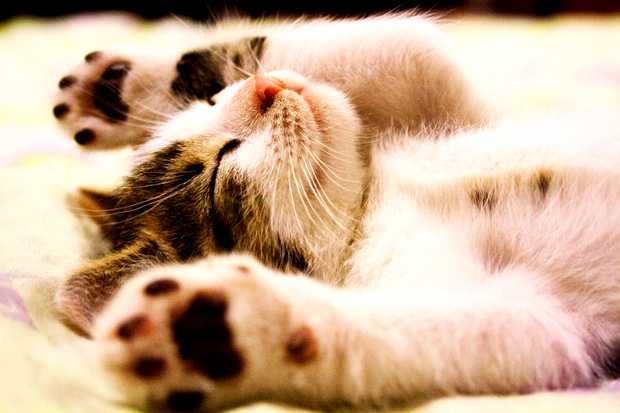 <h1><strong>Big sleep</strong><br/><br/></h1>